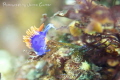   took this image off Catalina Island California. Its spanish shawl nudibranch just decided pose cute me. California me  